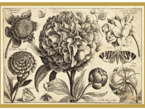Botanical Flower Matchboxes