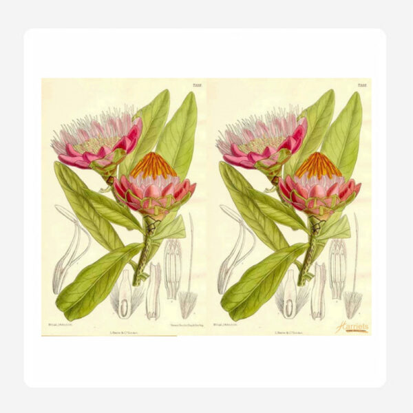 Protea Flower Napkins