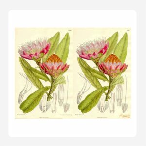 Pink Protea Disposable Paper Placemats Set 24